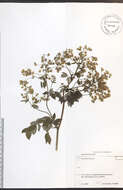 Image de Thalictrum dioicum L.