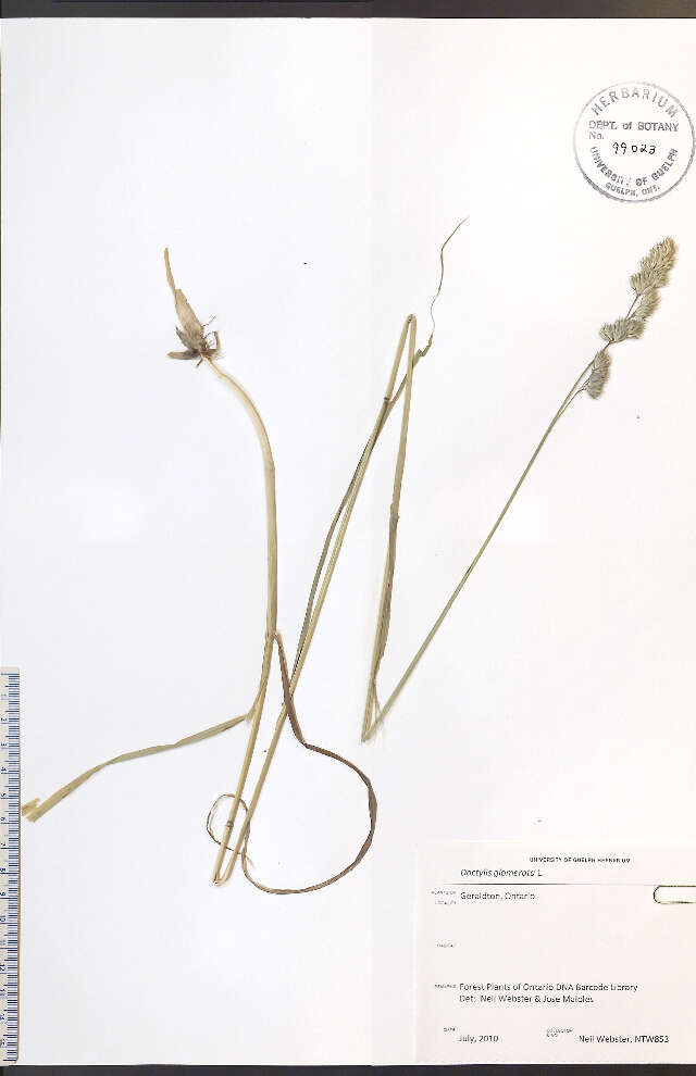 Image of Cocksfoot or Orchard Grass