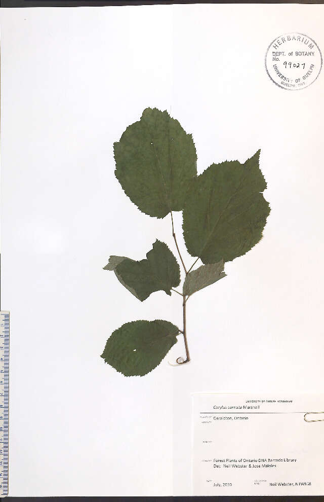 Image of Beaked Hazel