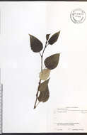 Image of Ontario Balsam Poplar