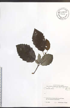 Image of Grey Alder