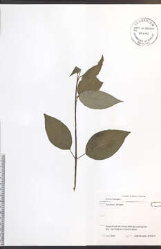 Image of redosier dogwood