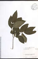 Image of Rhamnus alnifolia