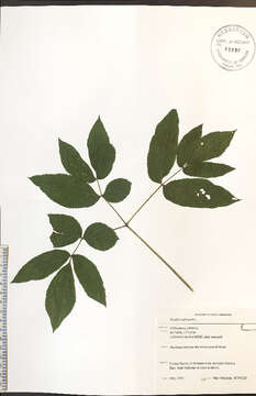 Image of wild sarsaparilla