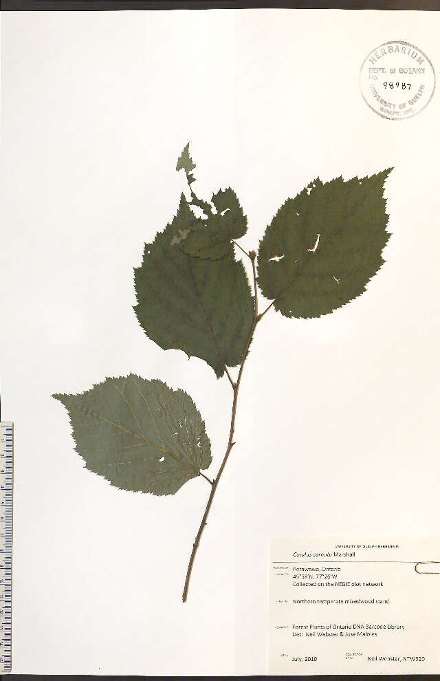 Image of Beaked Hazel