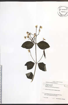 Image of flytrap dogbane