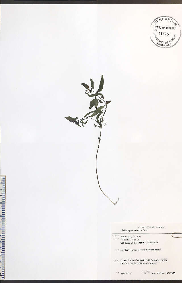 Image of narrowleaf cowwheat