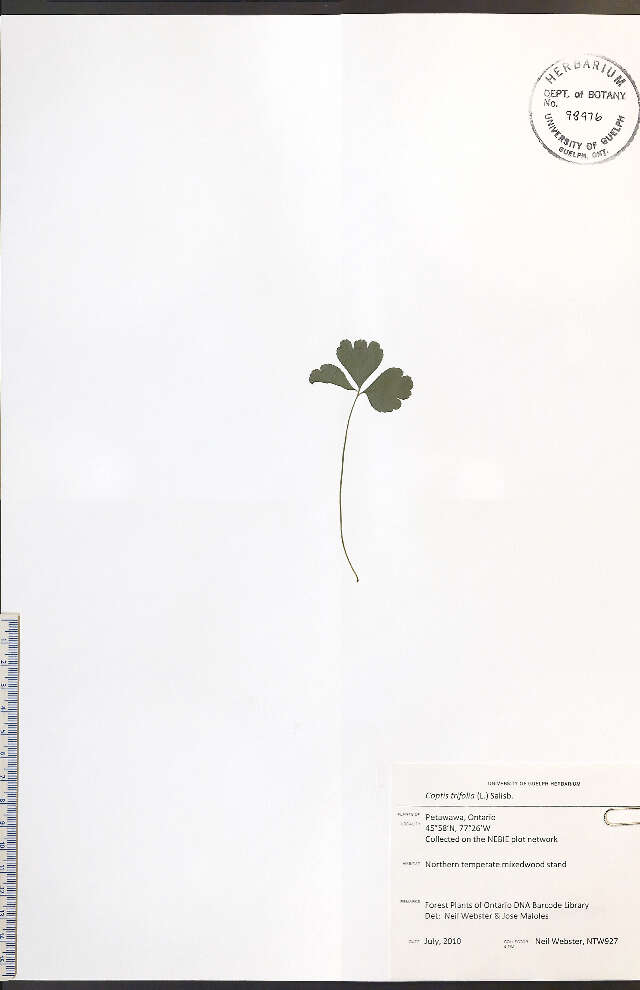 Image de Coptis trifolia (L.) Salisb.