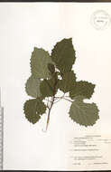 Image of bigtooth aspen