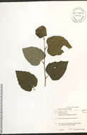 Image of paper birch