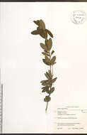 Image of sheep laurel