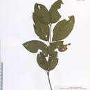 Imagem de <i>Viburnum cassinoides</i>