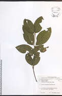 Image of <i>Viburnum cassinoides</i>