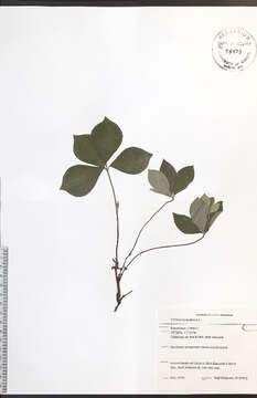 Image of bunchberry dogwood