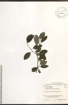 صورة Ilex mucronata (L.) M. Powell, V. Savolainen & S. Andrews