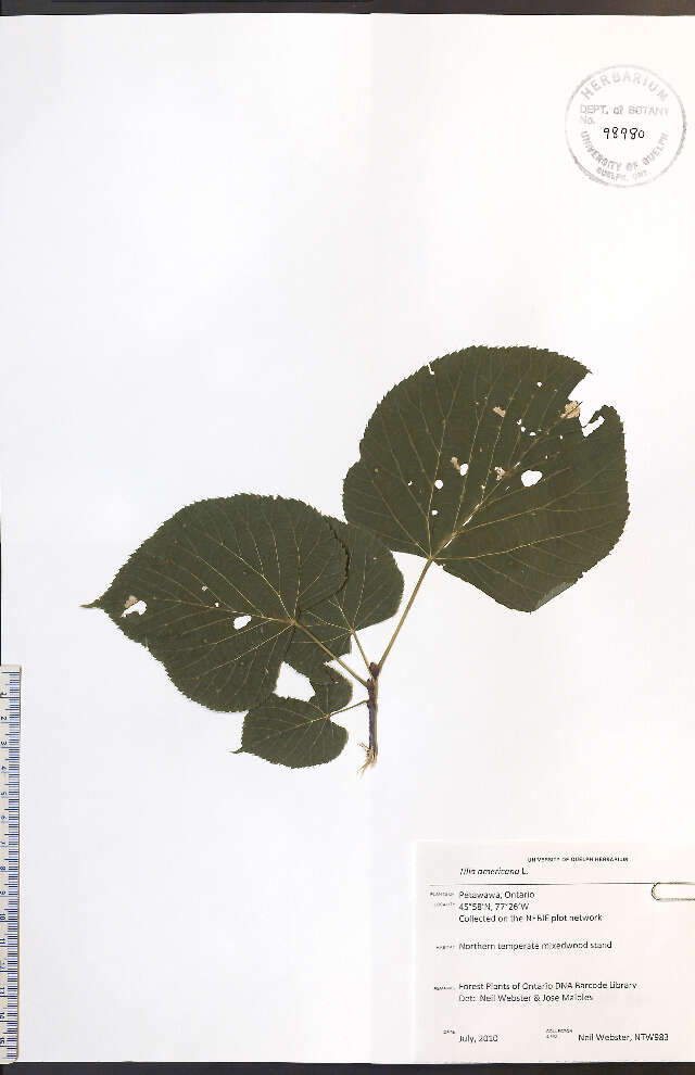 Image of American Basswood