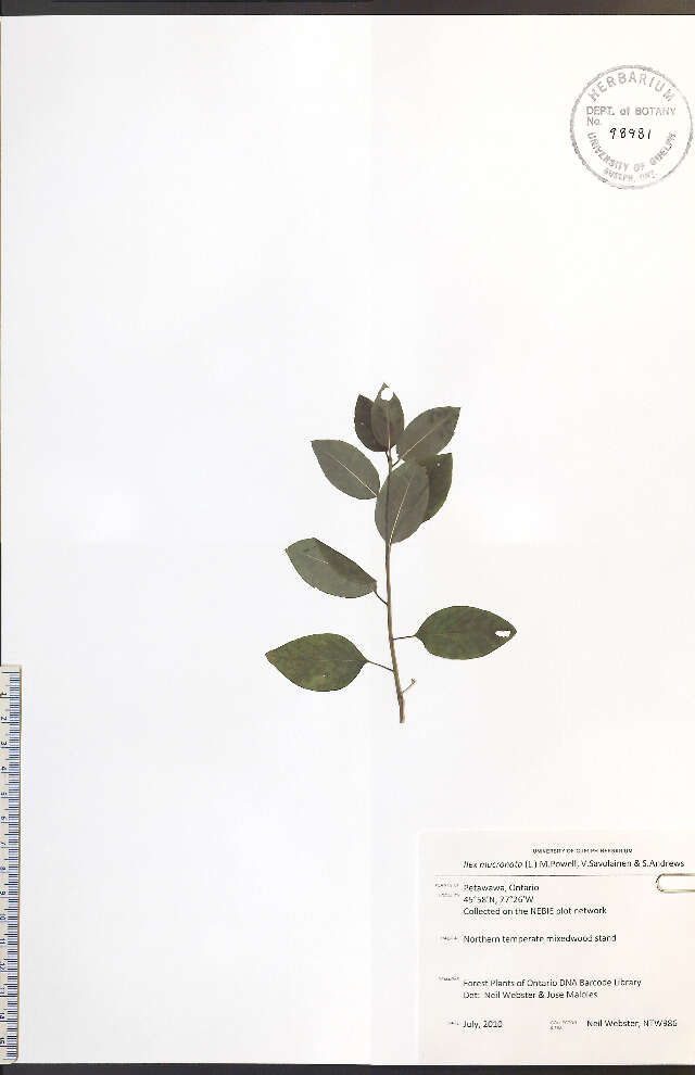 Plancia ëd Ilex mucronata (L.) M. Powell, V. Savolainen & S. Andrews