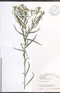 Image of Euthamia graminifolia