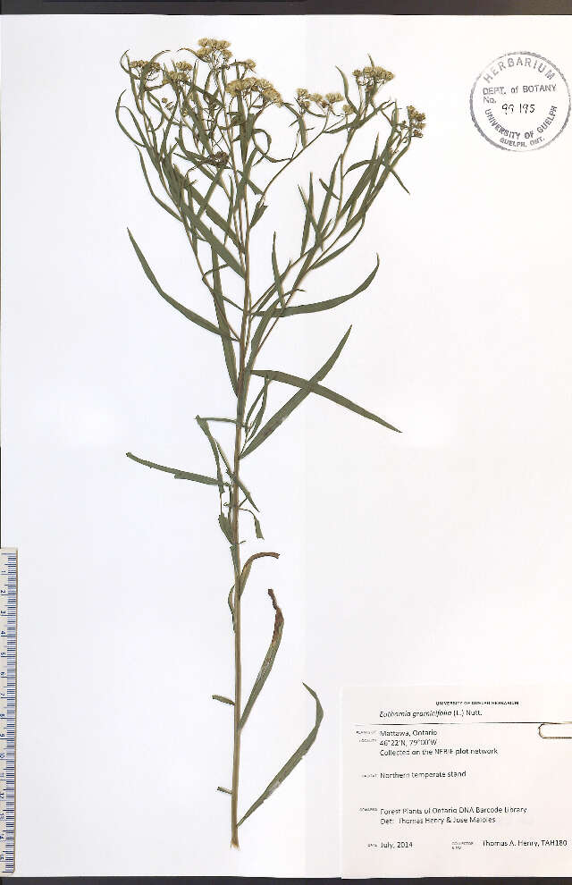 Plancia ëd Euthamia graminifolia