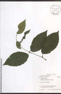 Image of Gray birch