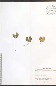 Imagem de Oxalis acetosella L.