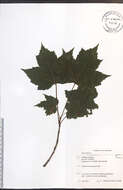 Image of Red Maple