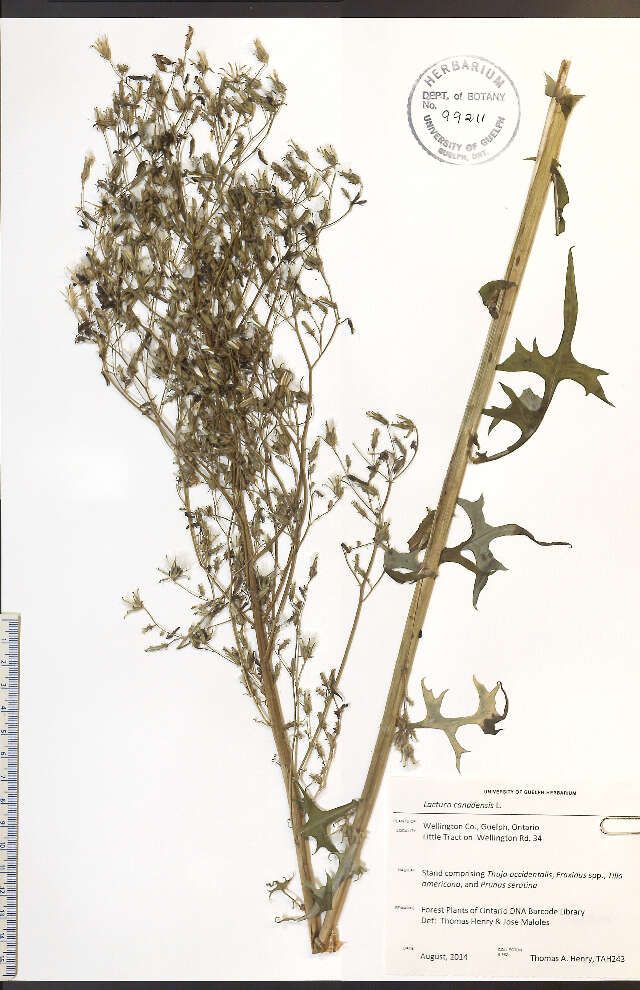 Imagem de Lactuca canadensis L.