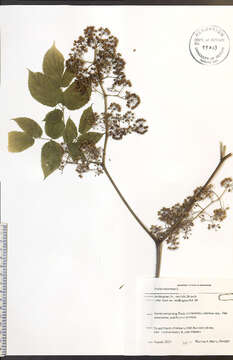 Image of American spikenard