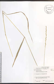 Imagem de Elymus violaceus (Hornem.) J. Feilberg