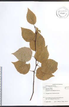 Image of paper birch