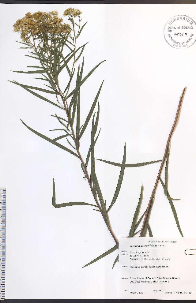 Plancia ëd Euthamia graminifolia