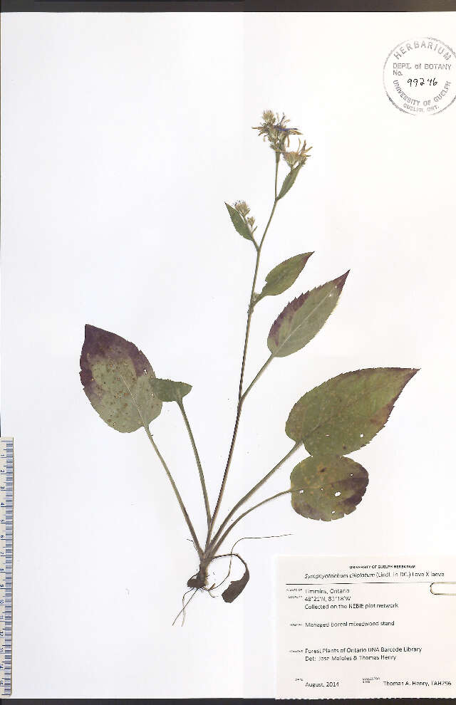 Image of Lindley's aster