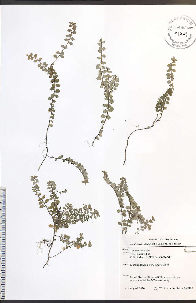 Image of creeping snowberry