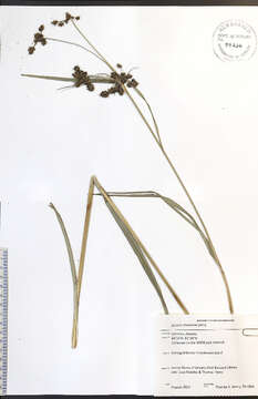 Image of Sedges