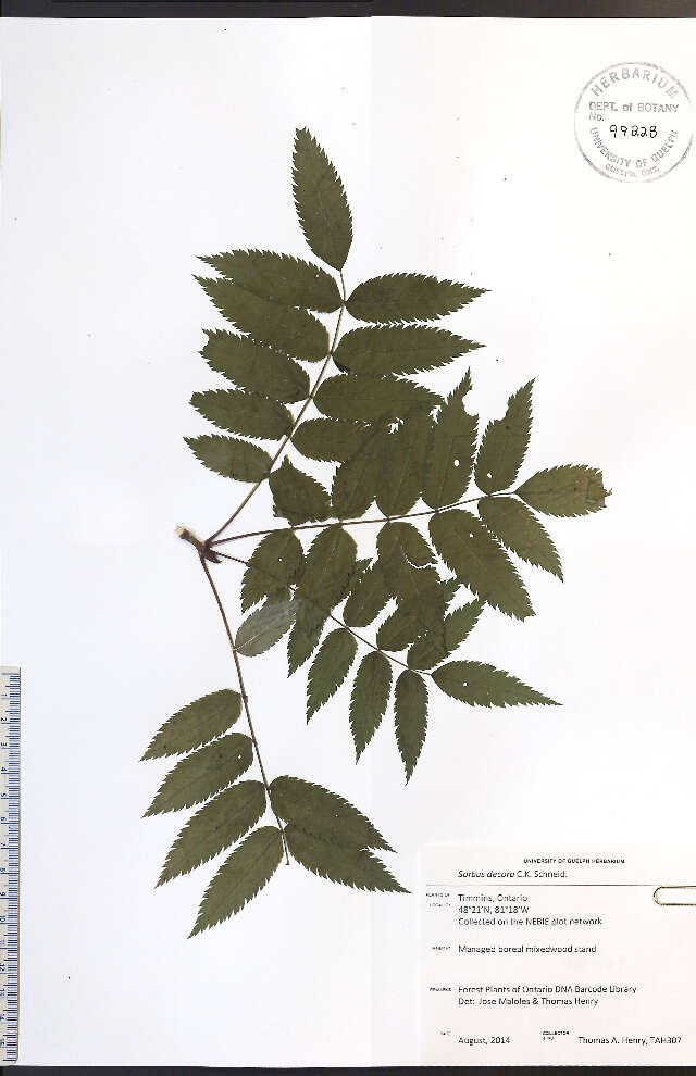 Plancia ëd Sorbus decora (Sarg.) Schneid.