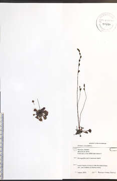 Image of Common Sundew