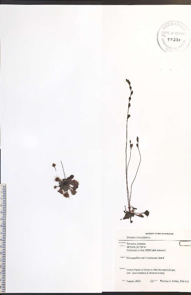 Imagem de Drosera rotundifolia L.