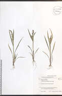 Image of rough barnyardgrass