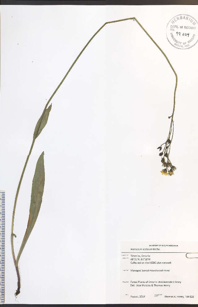 Слика од Hieracium scabrum Michx.