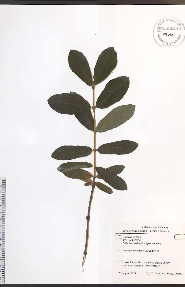 Imagem de Lonicera villosa (Michx.) Roem. & Schult.