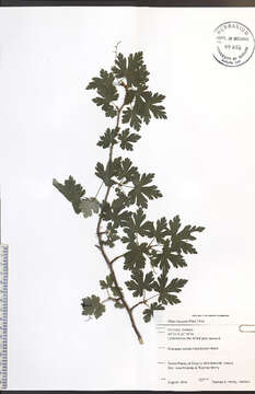 Image of prickly currant