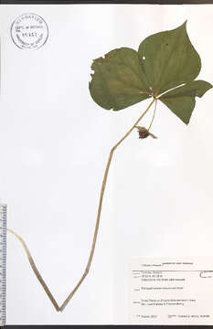 Image of Nodding Trillium