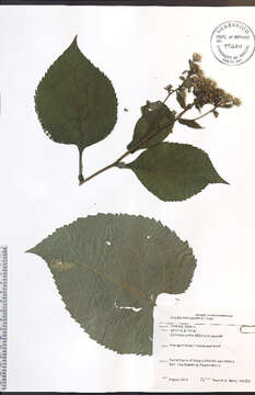 Image of bigleaf aster