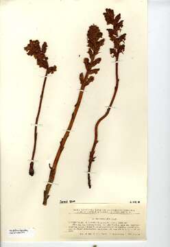 Image of broomrape