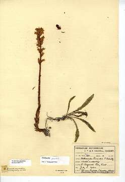 Image of broomrape