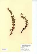 Image of Saint John's-wort family