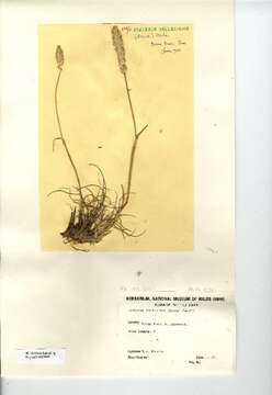 Image of Junegrass