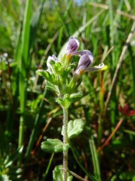 Image of Eyebright