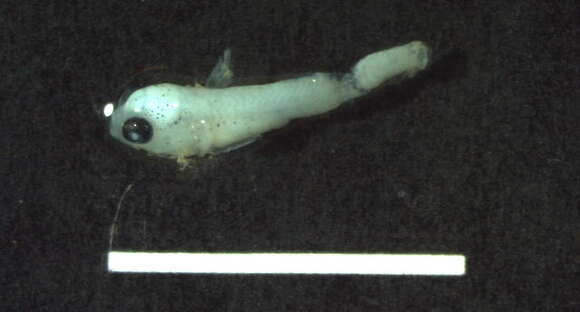 Image of Neogobius