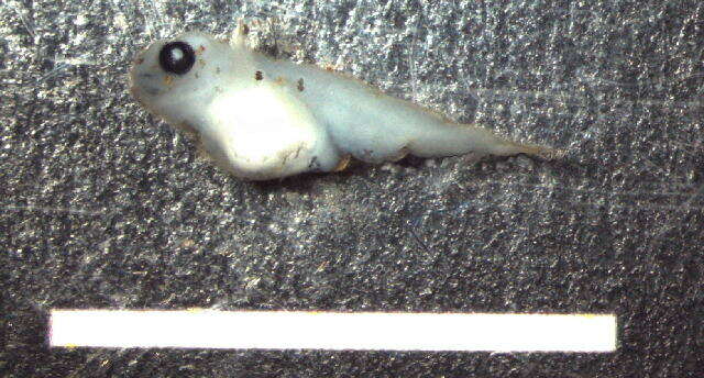 Image of Bullhead